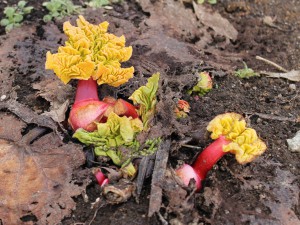 ルバーブが芽を出しました