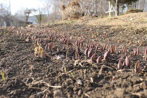 チューリップが芽を出しました