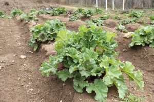 160426garden_rhubarb