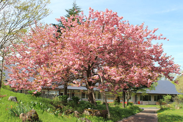 八重桜