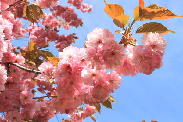 八重桜の花びら