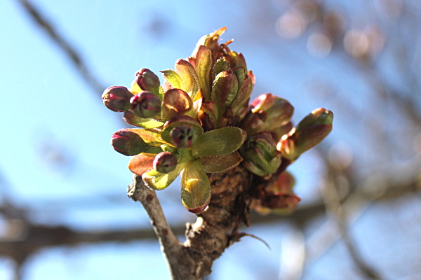 八重桜　つぼみ