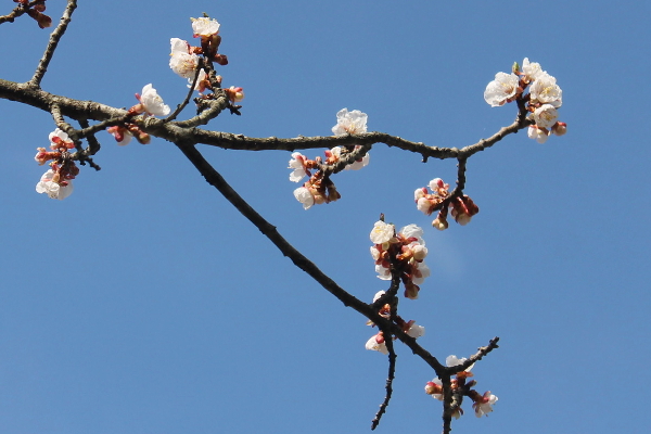 梅の花