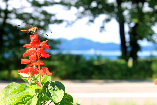今朝の田沢湖