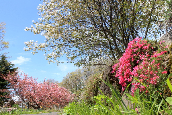 ジューンベリー　桜