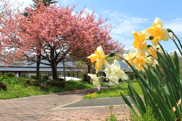 八重桜