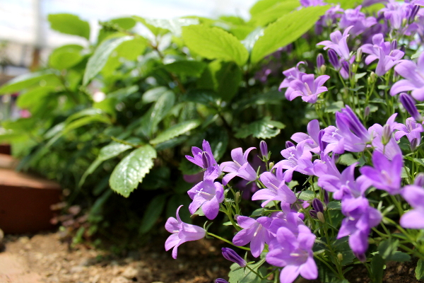 お花