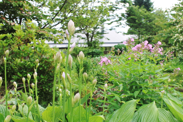 ギボウシ　花