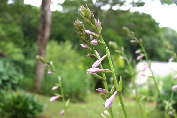 ギボウシ　花