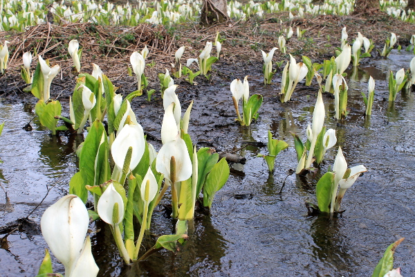 水芭蕉