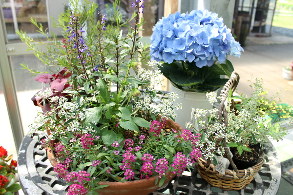 初夏のお花とハーブ