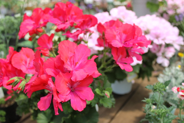 初夏のお花とハーブ