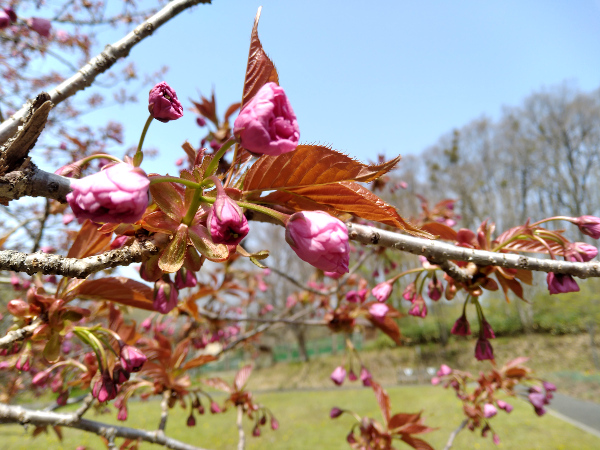 八重桜