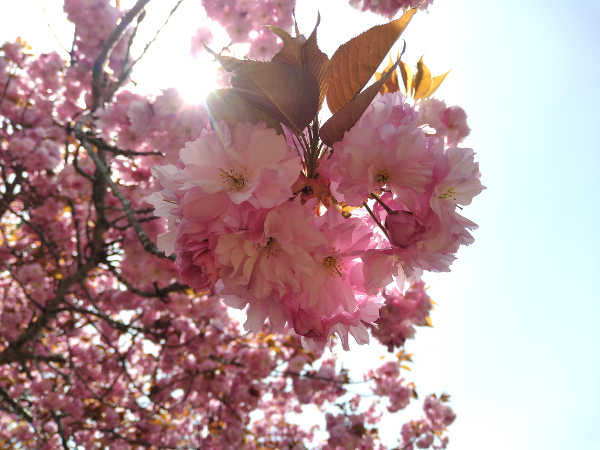 八重桜　フリル