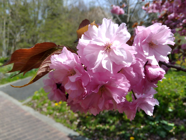 八重桜　花