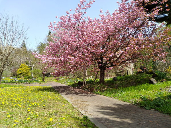 八重桜