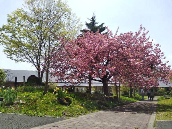 八重桜満開